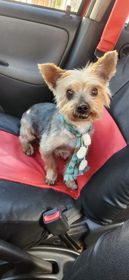 Aquiles, Yorkshire Terrier