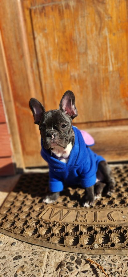 Ema, Bulldog Francés