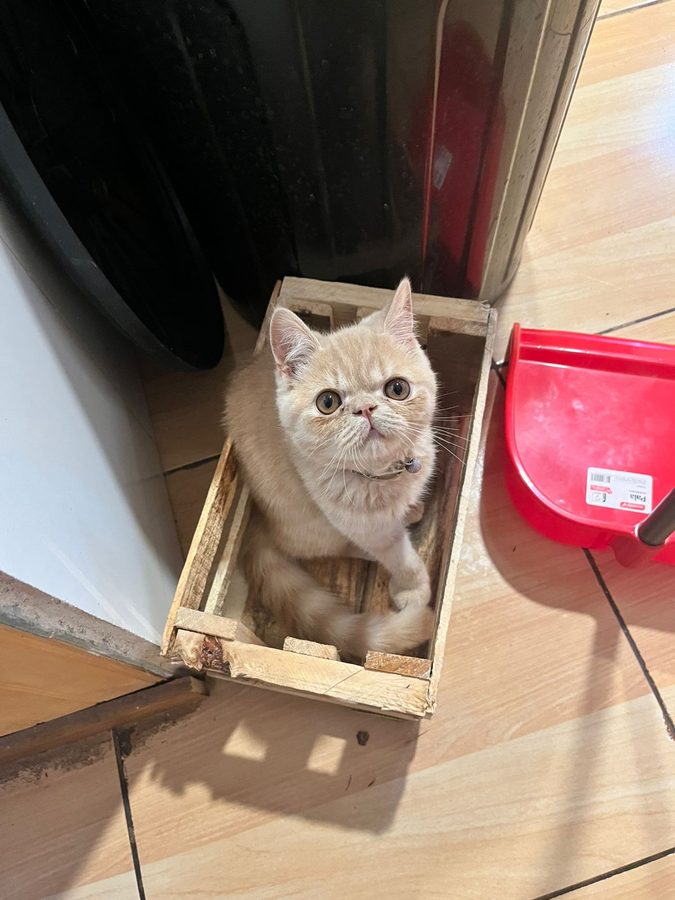 Zeus, Gato Exótico
