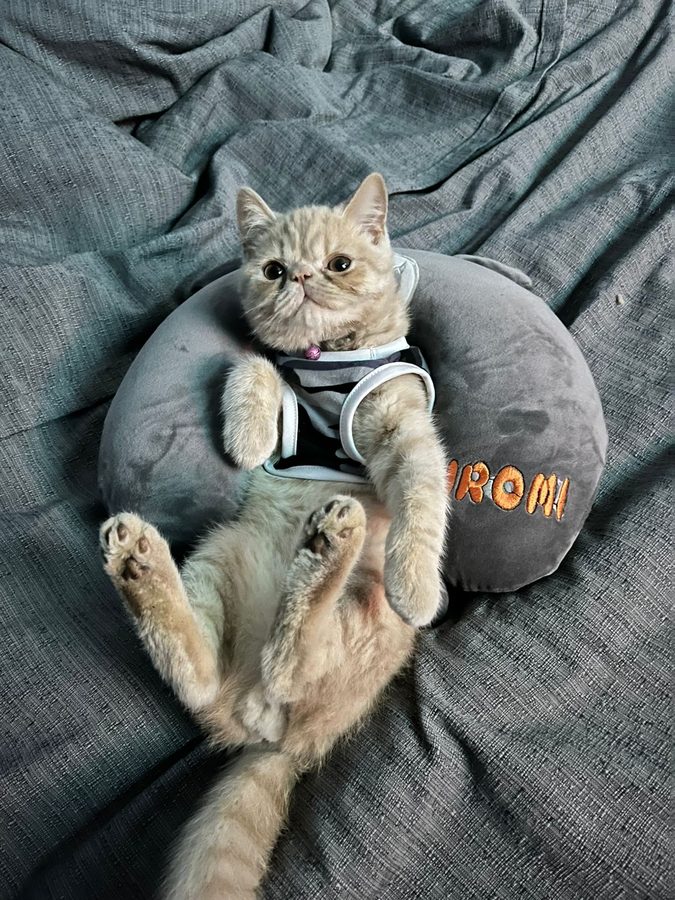 Zeus descansando